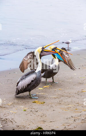 Pelican on Ballestas Islands,Peru South America in Paracas National park. Flora and fauna Stock Photo
