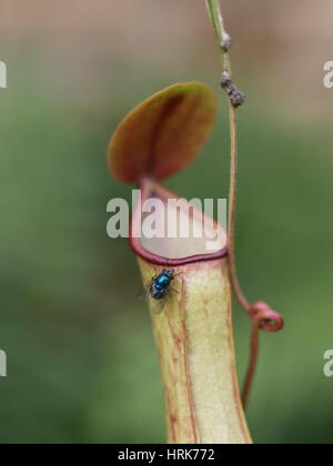 Nepenthes pitcher plant with fly at Tropical Dream Center, Botanical Garden in Ocean Expo Park, Motobu, Okinawa, Japan Stock Photo