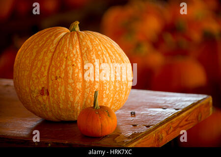 large and small pumpkin on table Stock Photo
