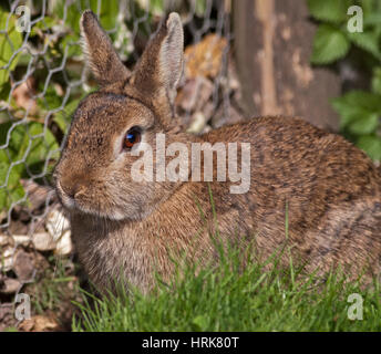 Brown Pet Rabbit Stock Photo