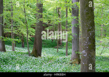 Leafing beech forest with flowering wood anemons Stock Photo