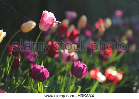 Beautiful flowers in a botanic garden in Sydney, Australia. Stock Photo