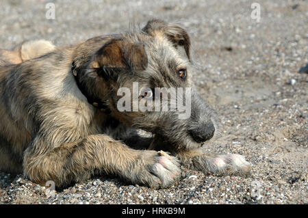 Facial photo of a young irish wolfhound chewing a stick, while looking at the photographer with 'Dog's eyes'. .