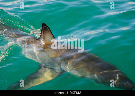 The fin of a great white shark cuts through the water, Gansbaai, South Africa Stock Photo