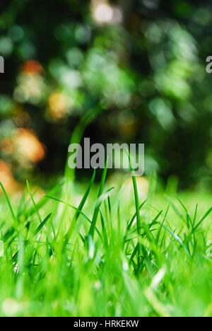Bright green grass on a summers day, UK Stock Photo