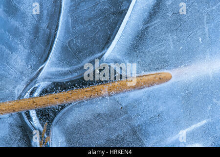 Close-Up of a Scirpus going through beautifully shaped ice and frozen bubbles Stock Photo