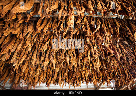 Tobacco leaves: Classical way of drying tobacco in Cuba (Pinar del Río) Stock Photo