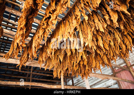 Tobacco leaves: Classical way of drying tobacco in Cuba (Pinar del Río) Stock Photo