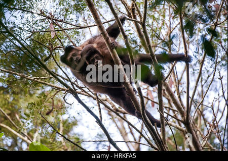 Black capuchin (Sapajus nigritus)  typical of the Atlantic Forest of southeastern Brazil. Photographed in Cariacica, Espírito Santo - Brazil. Atlantic Stock Photo