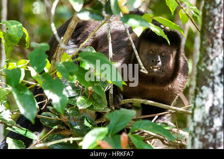 Black capuchin (Sapajus nigritus)  typical of the Atlantic Forest of southeastern Brazil. Photographed in Cariacica, Espírito Santo - Brazil. Atlantic Stock Photo