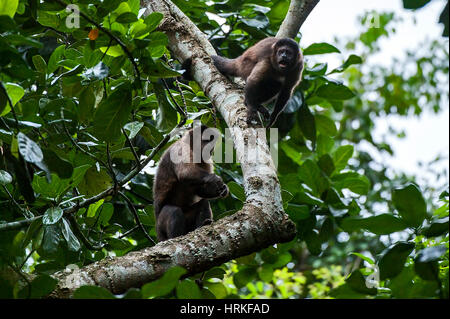 Black capuchin (Sapajus nigritus)  typical of the Atlantic Forest of southeastern Brazil. Photographed in Cariacica, Espírito Santo - Brazil. Atlantic Stock Photo