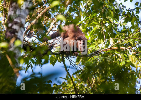 Black capuchin (Sapajus nigritus)  typical of the Atlantic Forest of southeastern Brazil. Photographed in Cariacica, Espírito Santo - Brazil. Atlantic Stock Photo