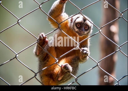 Azara's Night Monkey (Aotus azarae) adult pair, roosting by day in ...