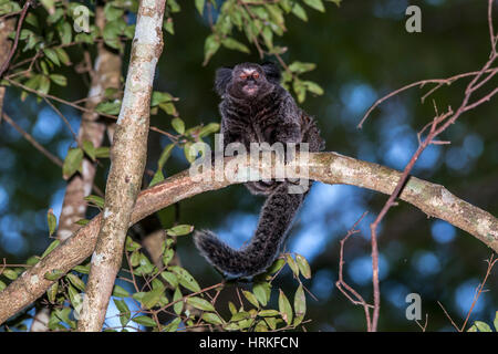 Hybrid marmoset. They are a mix of 2 species of marmoset of the genus Callithrix, New World monkeys of the family Callitrichidae. Photographed in Sant Stock Photo