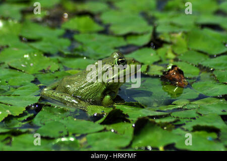 Green frog on green leaf Stock Photo