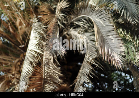 Dry banana tree leaf Stock Photo