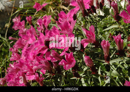 Dianthus callizonus, endemic plant carnation from Piatra Craiului Mountains (Romanian Carpathians) Stock Photo