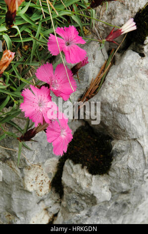 Dianthus callizonus, endemic carnation plant from Piatra Craiului Mountains (Romanian Carpathians) Stock Photo