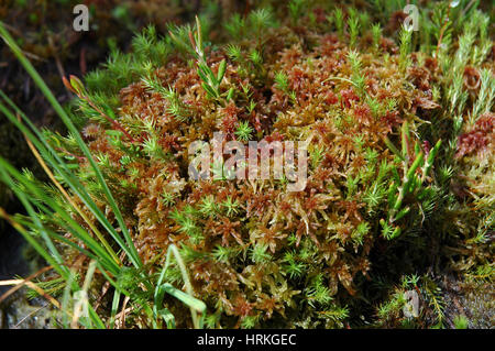 Green moss, turf bog in the spring Stock Photo