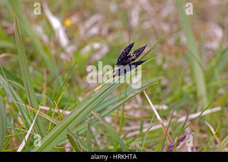 Black alpine sedge Carex atrata fruiting head growing in basic grassland in Norway Stock Photo