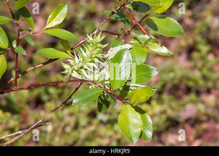 Bay willow growing in Norway Stock Photo