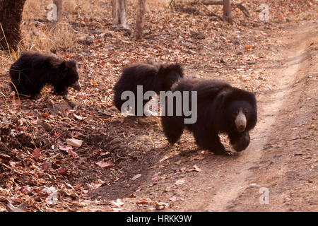 Sloth bear mother and two cubs crossing track in National Park in India Stock Photo