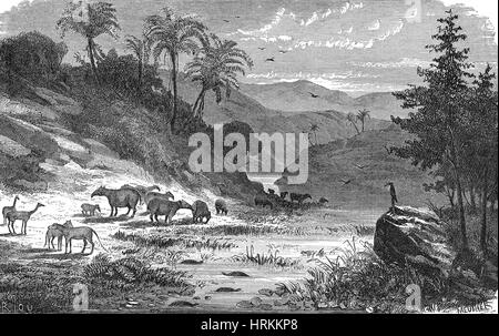 Palaeotherium, Cenozoic Mammal Stock Photo - Alamy