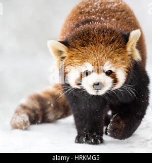 A Red Panda Walking in the Snow Stock Photo