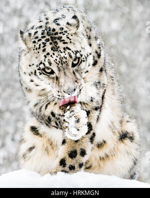 Frontal Portrait of a Snow Leopard Licking It's Paw in Snowfall