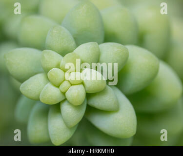 Extreme Closeup Macro of a Donkey's Tail Succulent Plant