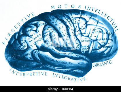 Historical Drawing of Brain Stock Photo