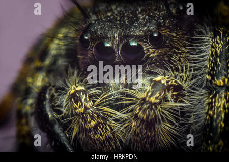 Super macro close up Phidippus regius jumping spider Stock Photo