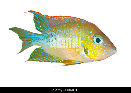 Mexican gold cichlid (Thorichthys aureus) - male, isolated Stock Photo