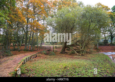 A track leading to a footbridge crossing a stream in The New Forest National Park Stock Photo