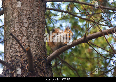 Squirrel on branch pine in winter eats nut. Stock Photo