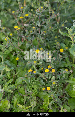 Kleines Flohkraut, Pulicaria vulgaris, Small Fleabane, Pulicaire commune Stock Photo