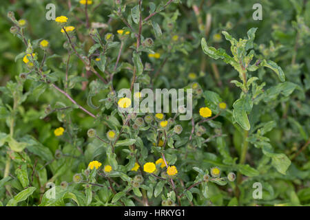 Kleines Flohkraut, Pulicaria vulgaris, Small Fleabane, Pulicaire commune Stock Photo