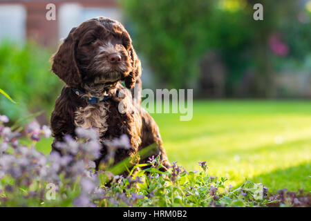 My beautiful Cavapoo in the garden Stock Photo