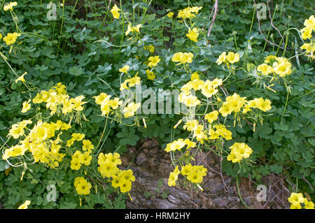 Oxalis pes-caprae, or Buttercup Oxalis, seen in Alora, Spain, Europe Stock Photo