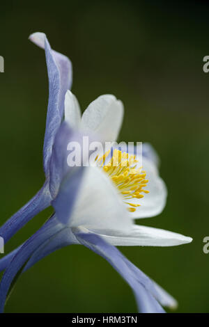 Blue Columbine (Aquilegia caerulea), Colorado USA Stock Photo