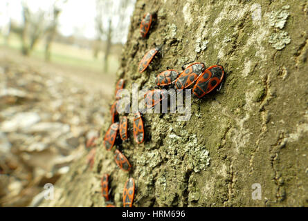 Red begbugs on the tree macro shot Stock Photo - Alamy
