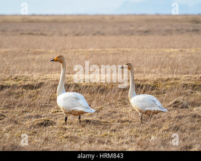 nesting whooper swan (Cygnus cygnus) in iceland Stock Photo