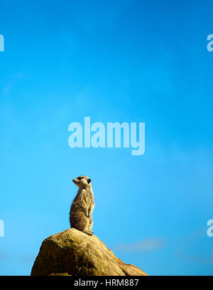 meerkat pearch on a rock keeping lookout Stock Photo