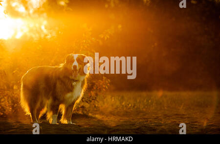 Australian Shepherd dog standing in field with golden afternoon light Stock Photo