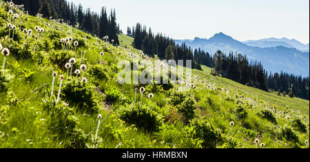 Western Pasque flowers dot the grassy hillside near Sunrise Lodge, Mount Rainier National Park, Washington, USA. Stock Photo
