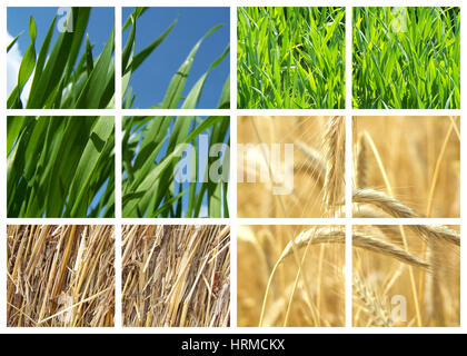 wheat in four different stages of growning collage Stock Photo