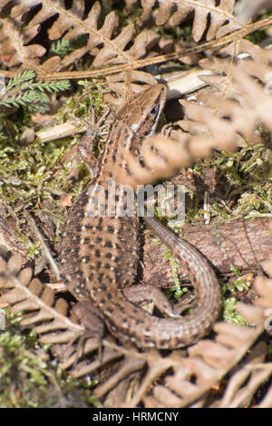 Close-up of male common lizard (Zootoca vivipara) - also called viviparous lizard - in Surrey heathland Stock Photo