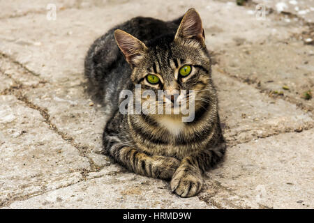 stray cats on the streets of the resort town Stock Photo