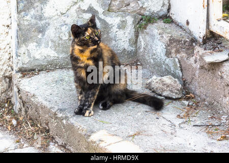 stray cats on the streets of the resort town Stock Photo