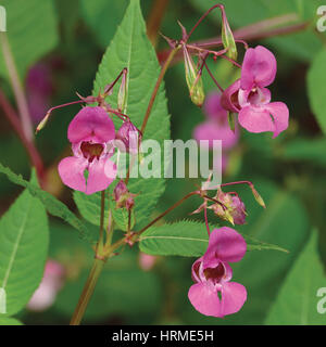 Indian Balsam Himalayan, pink red jewelweed I. Impatiens glandulifera flowers, large detailed vertical decorative Policeman's Helmet flower Bobby Copp Stock Photo